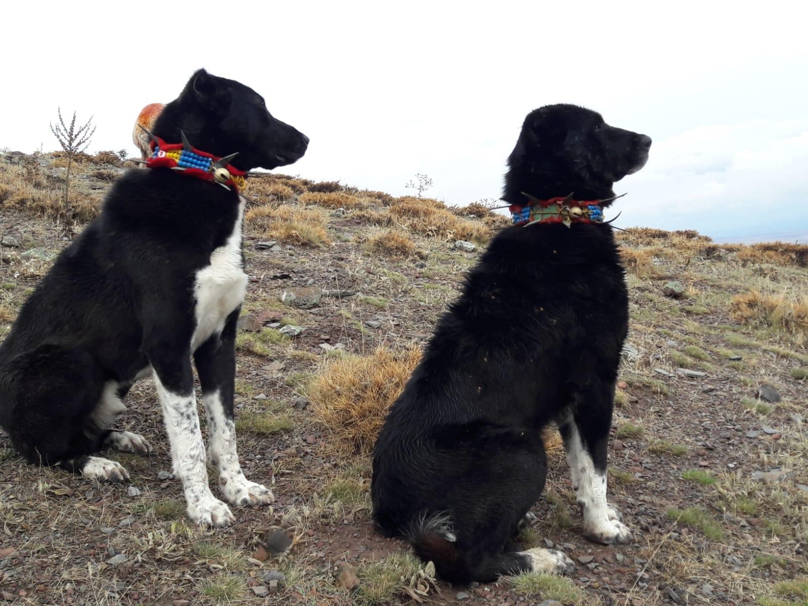 HAYMANA KARASI AMASYA’DA BOY GÖSTERECEK