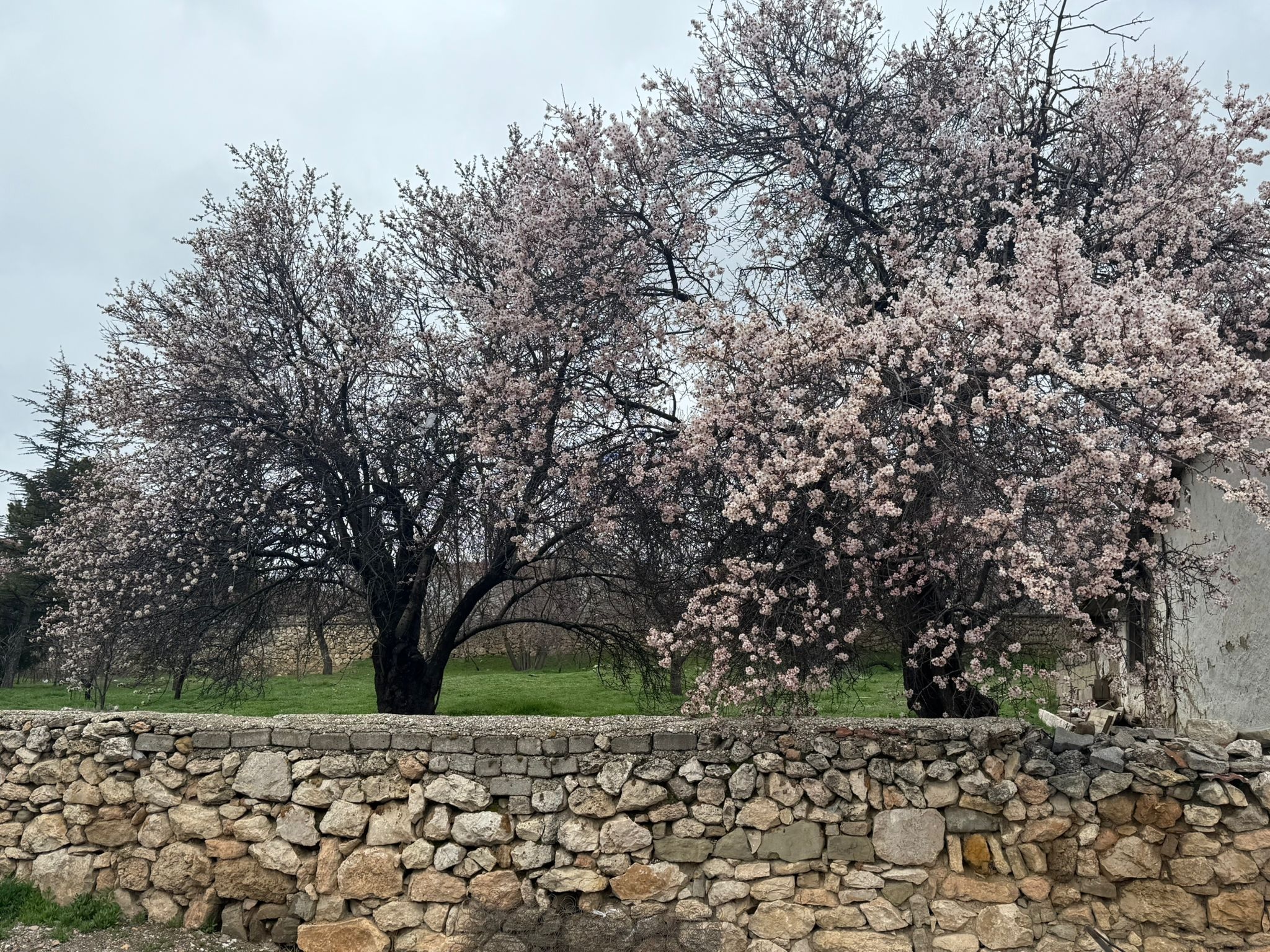 BAHAR GELDİ, AĞAÇLAR ÇİÇEKLENDİ