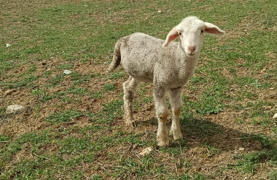 ÜÇ AYAKLA DOĞDU, SÜRÜDEN GERİ KALMADI