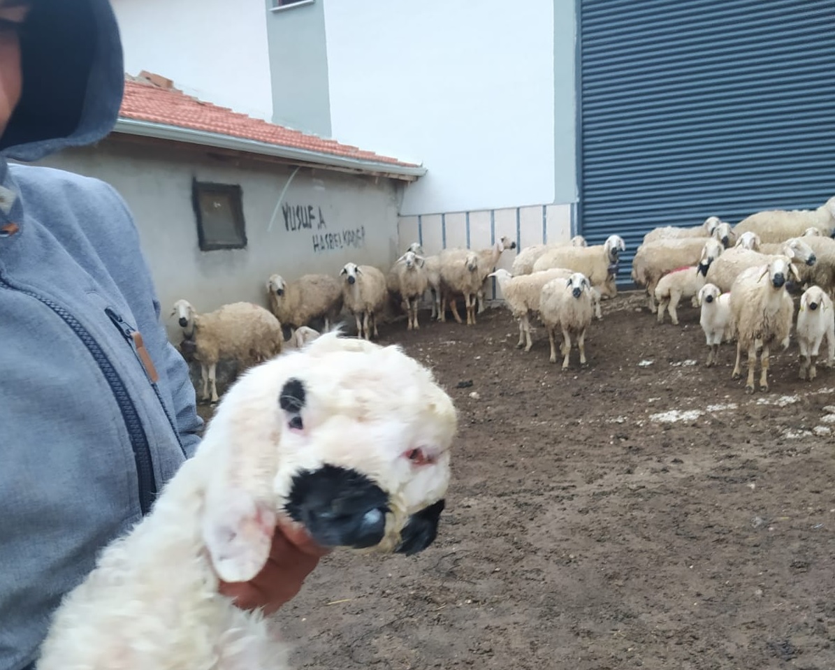 ÇİFT BAŞLI KUZU ŞAŞKINLIK YARATTI!