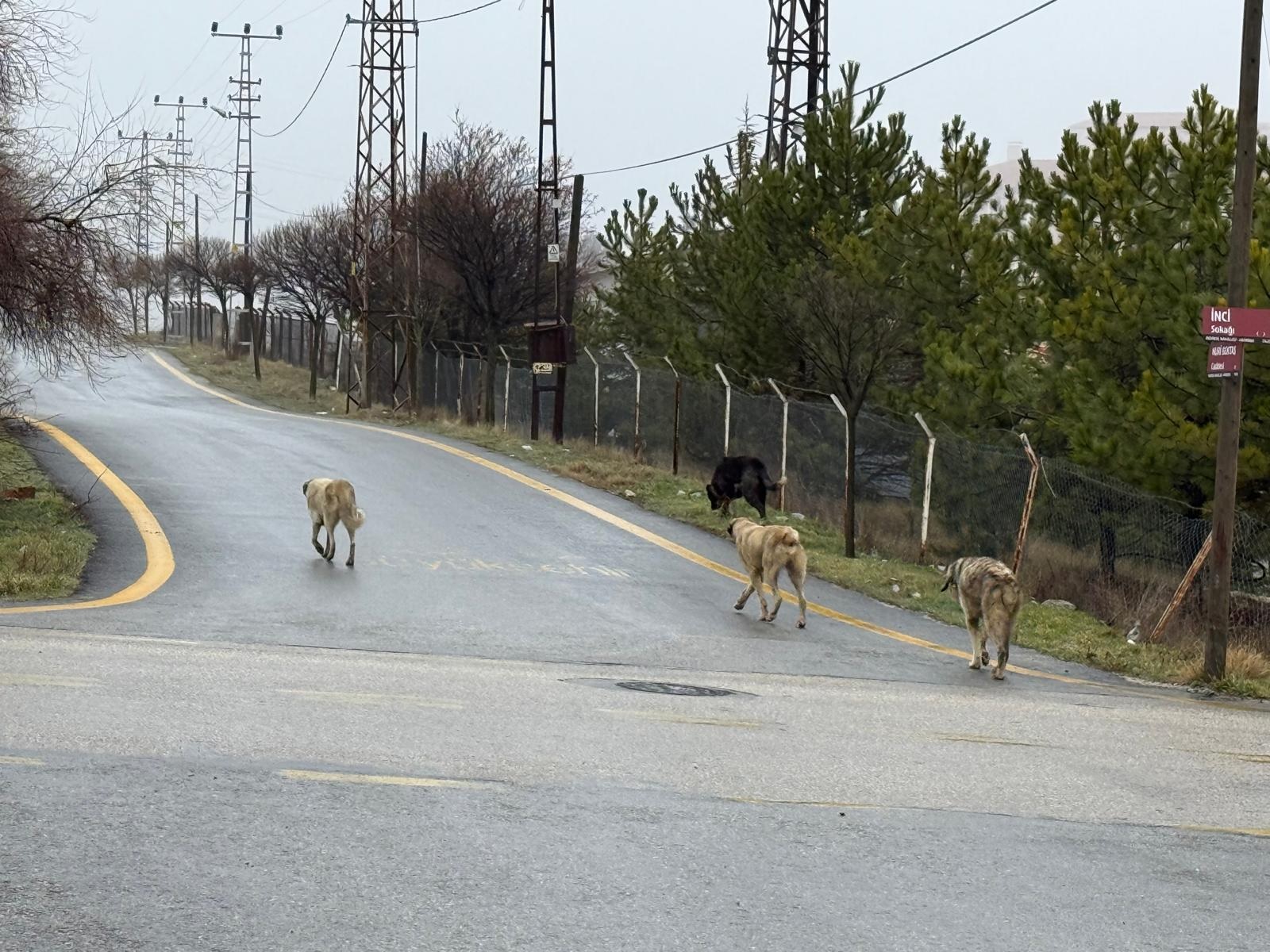 KÖPEK SORUNU YİNE GÜNDEMDE!
